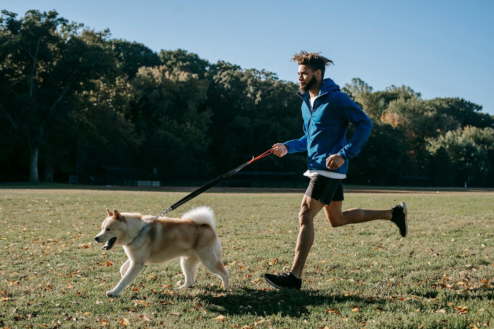 Young man jogging with Akita Inu dog on leash in a sunny park, embodying an active and healthy lifestyle.