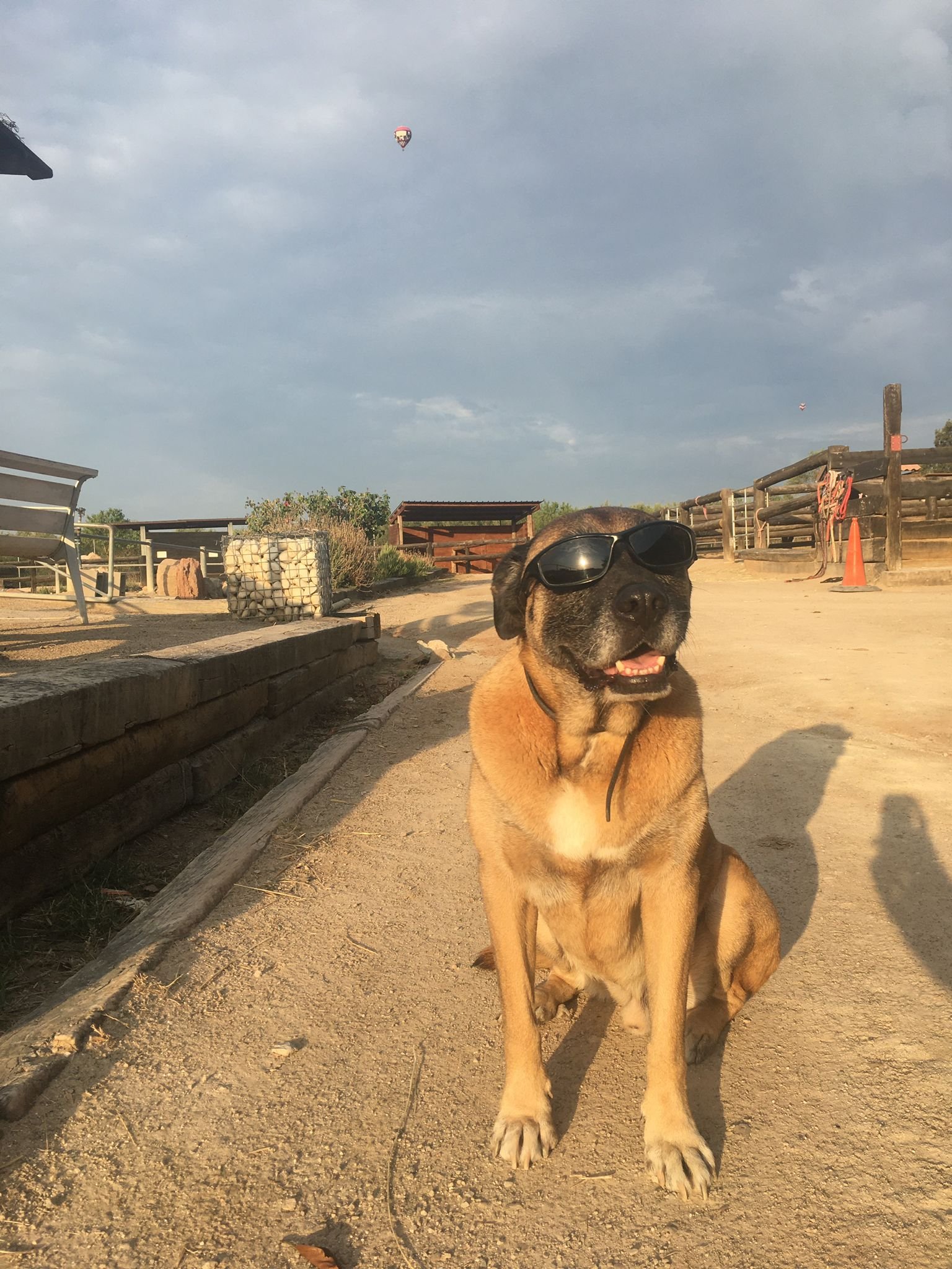 adiestrador de perros Barcelona