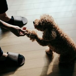 brown poodle dog shaking hands