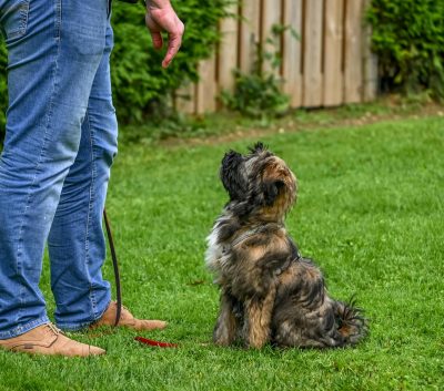 Servicios adiestramiento canino Barcelona