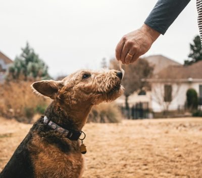 adiestrador de perros Barcelona